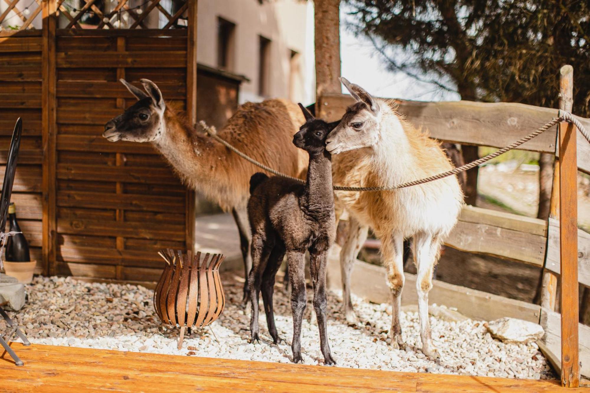 Hotel Rozkos Česká Skalice Esterno foto